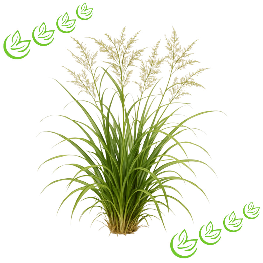 Ätherisches Palmarosaöl BIO